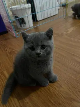 British Shorthair