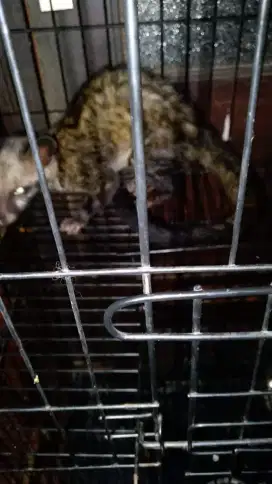 Jual musang/muspan normal berina