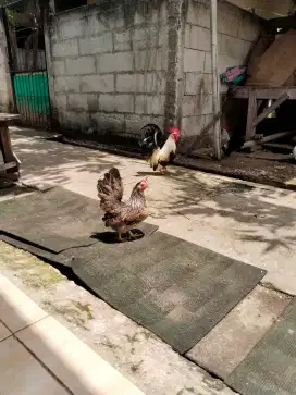 Jual cepat, ayam Kate