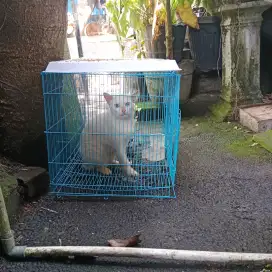 Kucing Putih Mata Biru Istimewa