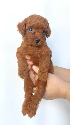 Di Jual Cepat Red TOY Poodle Jantan