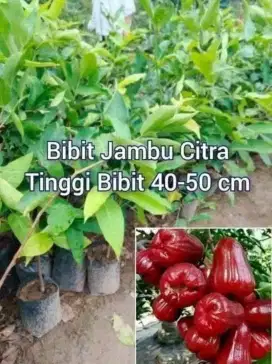 Bibit Jambu Citra Cangkok an Tinggi 50 - 60 cm