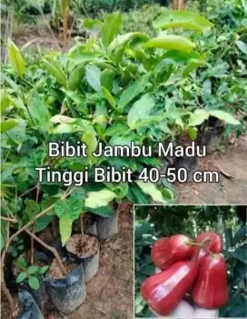 Bibit jambu Madu Cangkok an Tinggi 50 cm