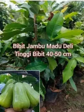 Jambu Madu Deli Bibit Cangkok an Tinggi 50 - 60 cm