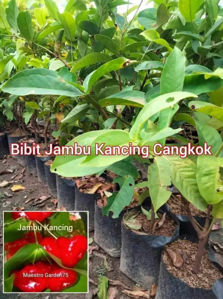Bibit Jambu Kancing Cangkok an Tinggi 40 cm