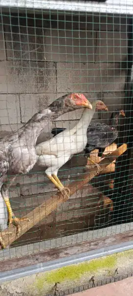 Ayam pakhoy bkn Bangkok shamo mangon