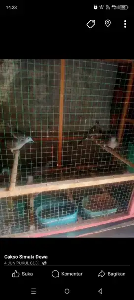 Burung perkutut lokal