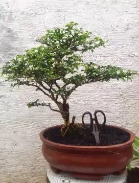 Bonsai Serut Streblus Asper 32 Cm Pot Semen