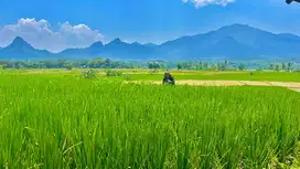 Jual Tanah Kavling Sawah SHM 39 Juta 100 Meter