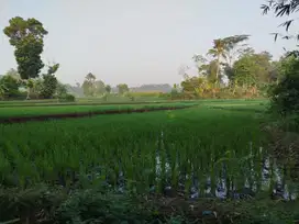 Dijual sawah. Perairan bagus. Tanah bagus.