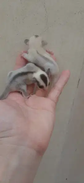 Sugar glider TPM