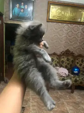 Kucing Persia bulu kapas aneka warna