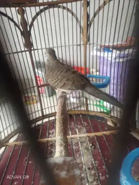 Perkutut Lokal Alam Katuranggan Junjung Drajat Rondo Semoyo Ekor 12