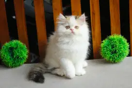 Kucing persia kitten lucu bulu panjang