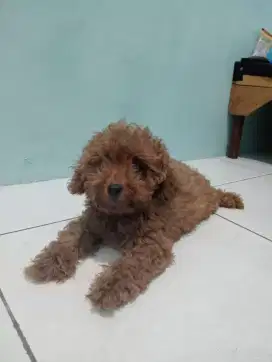 toy poodle jantan dob 25 juli. non stambum .vaksin