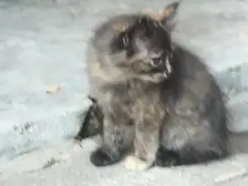 Kucing Persia anakan