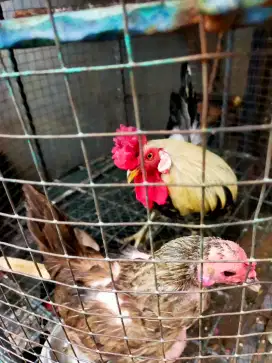 Jual om Ayam Kate jengger mawar sepasang