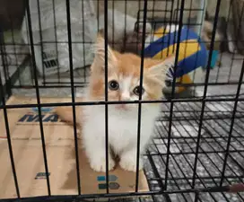 Kucing Munchkin cebol standard jantan