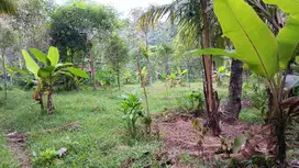 Tanah Kebun Investasi