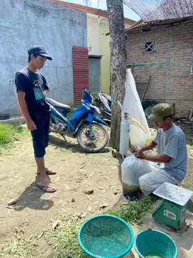 Gurame Besar Bakar Bakar