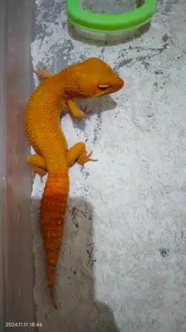 Gecko Sunglow Super Giant