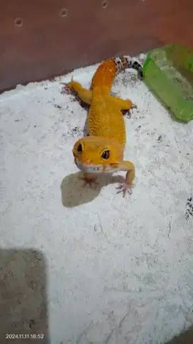 Gecko SHTCTB Super Giant