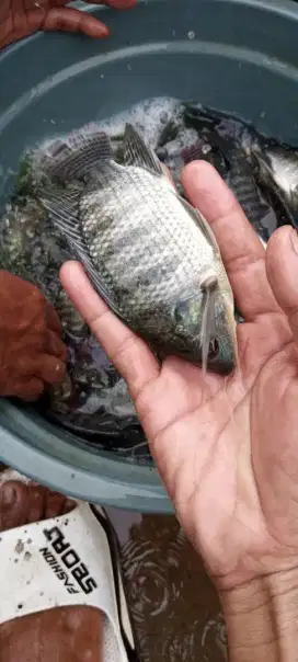 Jual ikan nila item ukuran 3 jari