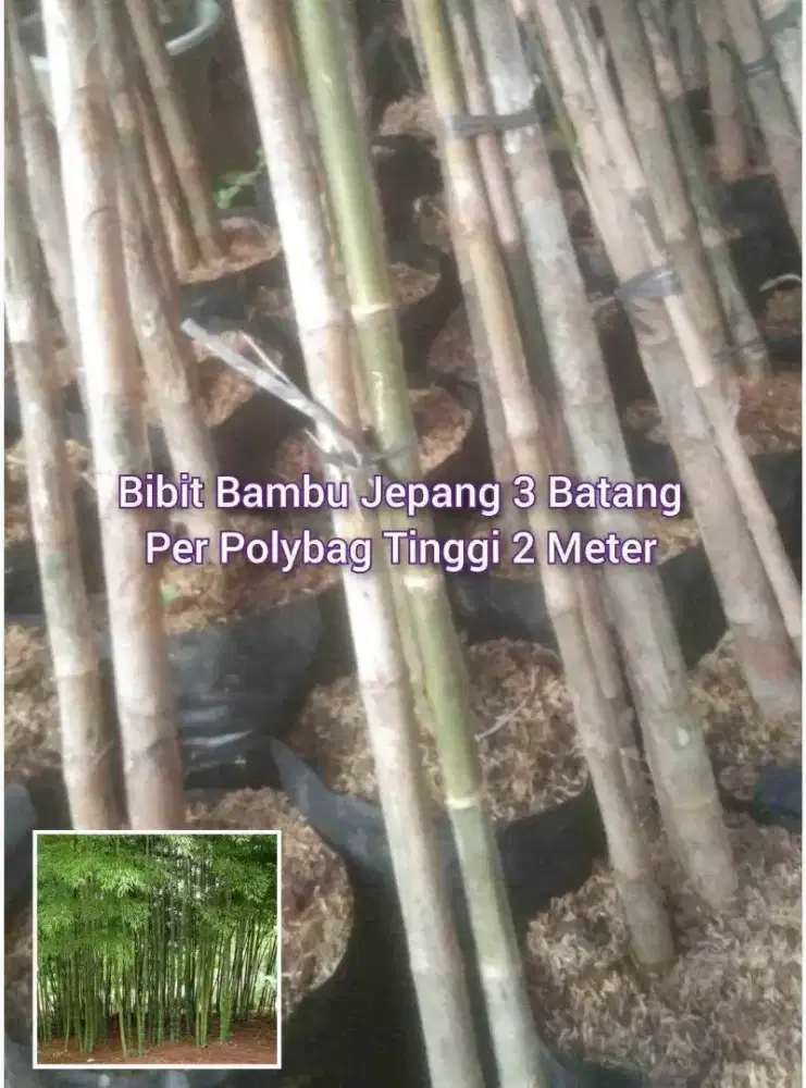 Bambu Jepang Tinggi 2 Meter an Isi 3 Batang