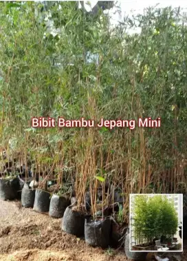 Bambu Jepang Kuning Mini Polybag an