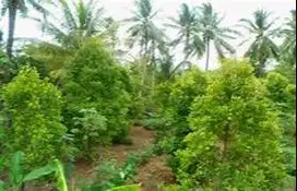 dijual lahan tanah dan pisang luas 760 M2