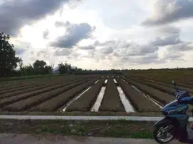 Sawah produktif/Tanah