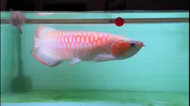 Ikan Arwana SR Super Red 58-60cm