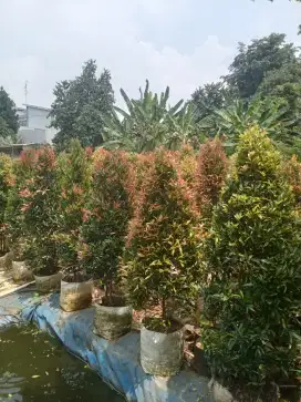 Pohon pucuk merah