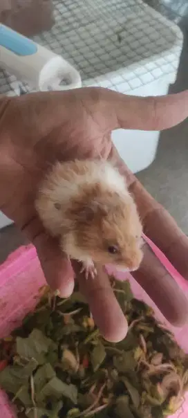 Hamster syrian lucu jinak umur 1-2 bln