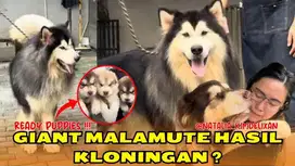 Jual red giant malamute jantan anak Volcano