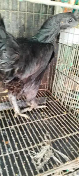 Ayam cemani la biang