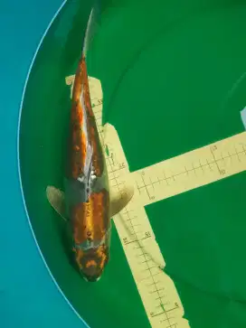 Ikan koi Kikokuryu antik sangar 38cm