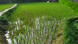 Dijual sawah di pemukiman penduduk Bojong 1368 m2