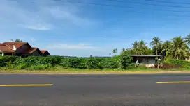 Kebun Kelengkeng, Pepaya California Tepi Jl Daendels dkt Bandara YIA