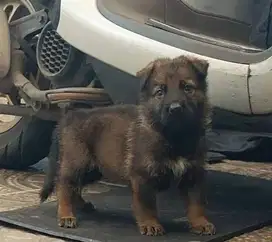 Anakan herder/ german shepherd