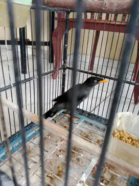 Dijual burung jalak kebo mata putih