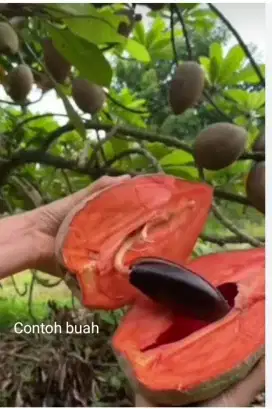 Mame Sapote imdukan murmer