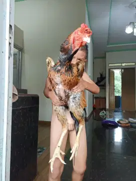 Ayam shamo eropa