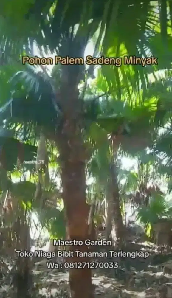 Palem Sadeng Minyak Tinggi Batang 3 Meter an