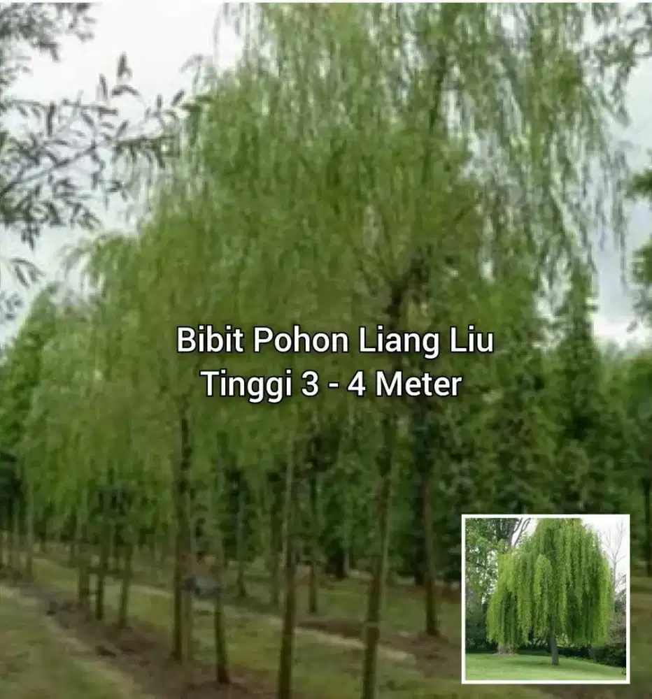Pohon Liang Liu Tinggi 3 - 4 Meter an