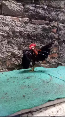 Ayam serama berkualitas