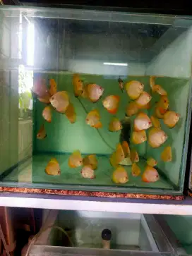 Rayakan  Discus