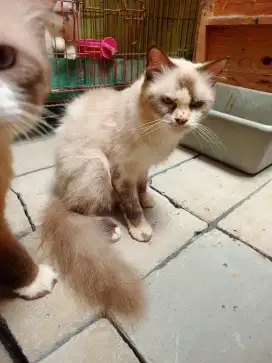 lepas betina  Himalaya birahi big bon sehat 1.6th radensa depok