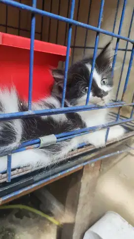 Kucing persia mix himalaya