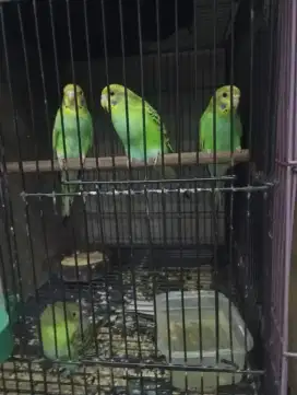 Parkit hijau dewasa